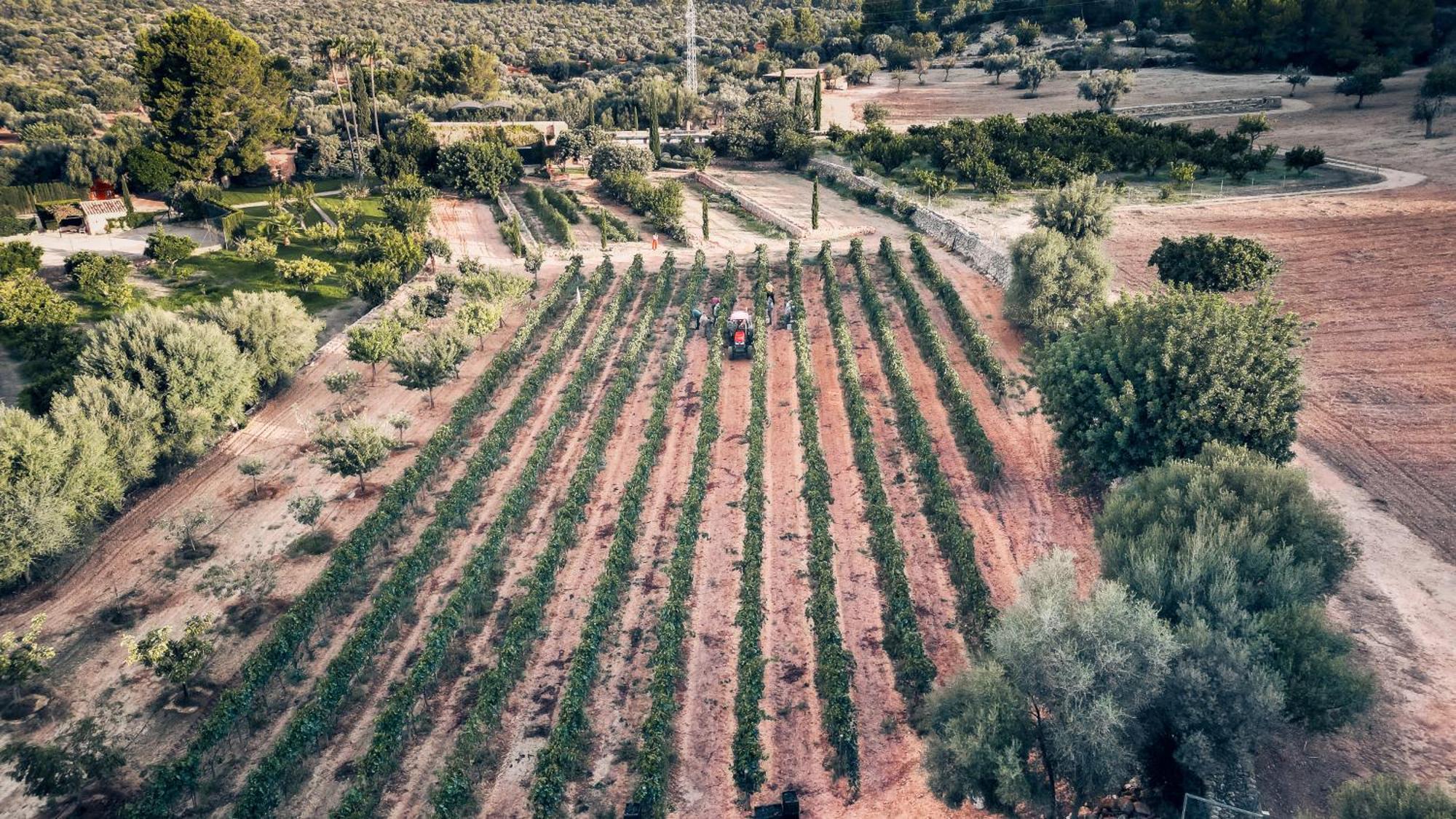 Finca Es Cabas Santa Maria del Cami  Exteriör bild